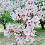 桜の撮影ヘアメイク